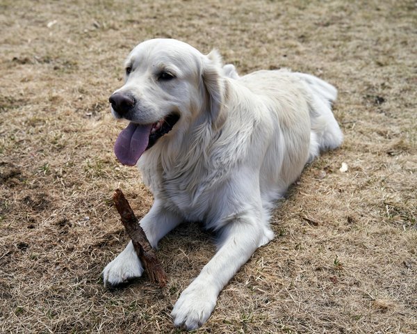 Les rapaces en ville : une adaptation réussie ?