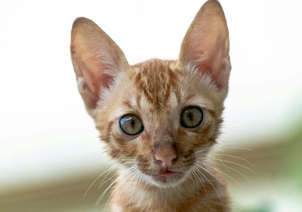 Idées de noms corgi mâle : originaux, mignons et populaires