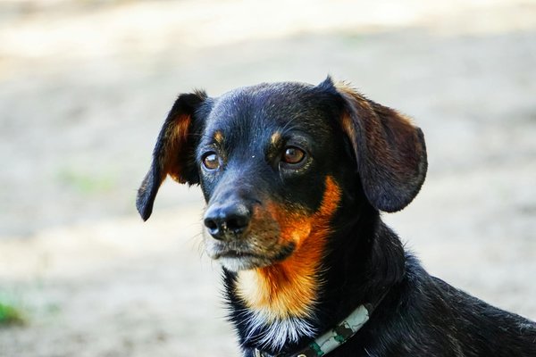 Tasse teckel : 5 raisons de l'adopter pour vos pauses bien-être