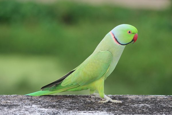 Peut-on donner des restes de table à son chien?