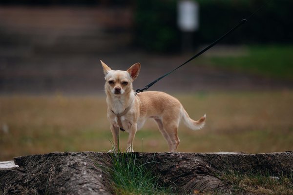 10 essentiels à considérer avant d'accueillir un chien