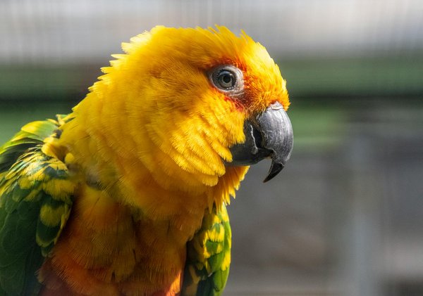 Boutique en ligne pour les passionnés de l'apiculture : 4000+ produits essentiels