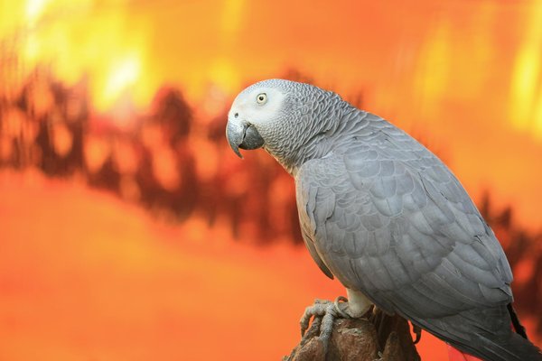 Manger cru: avantages et inconvénients pour les chiens