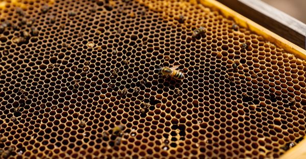 Boutique en ligne pour les passionnés de l'apiculture : 4000+ produits essentiels