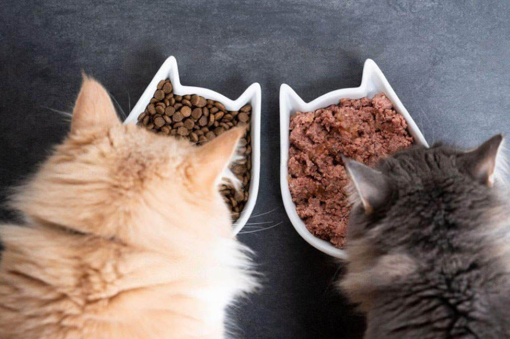 Alimentation pour chat : chats mangeant pâtée et croquettes