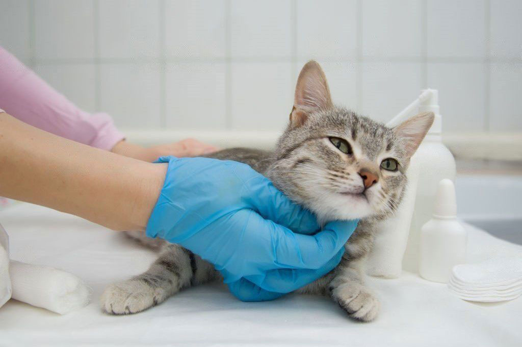 Chat se faisant soigner avec des antiparasites pour chat