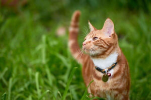 Chat roux avec un collier dans l'herbe
