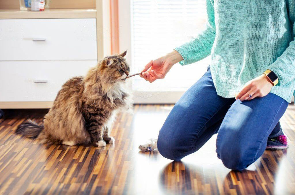 Complément alimentaire pour chat :un maitre donne un complément alimentaire à son chat