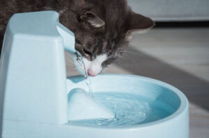 Chat buvant à la fontaine à eau
