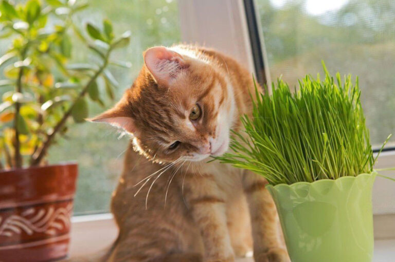 Chat roux avec de l'herbe à chat
