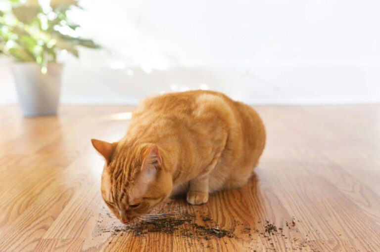 Chat roux avec herbe aux chats cataire