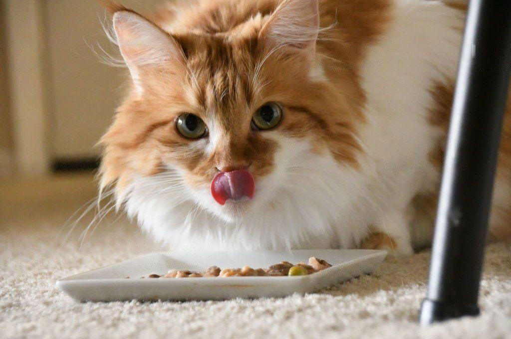 Pâtées pour chat : chat mangeant sa pâtée