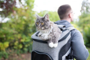Chat dans un sac à dos