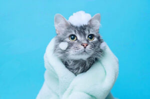 Chat dans une serviette avec du shampoing sur la tête