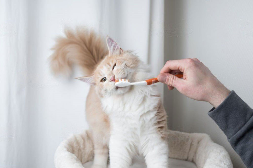 Chat se faisant brosser les dents