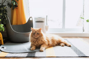 Chat à côté du tapis de litière