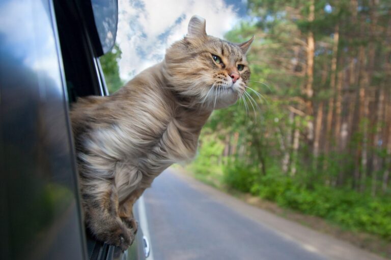 chat transport voiture