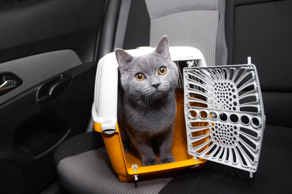 Comment transporter un chat en voiture?