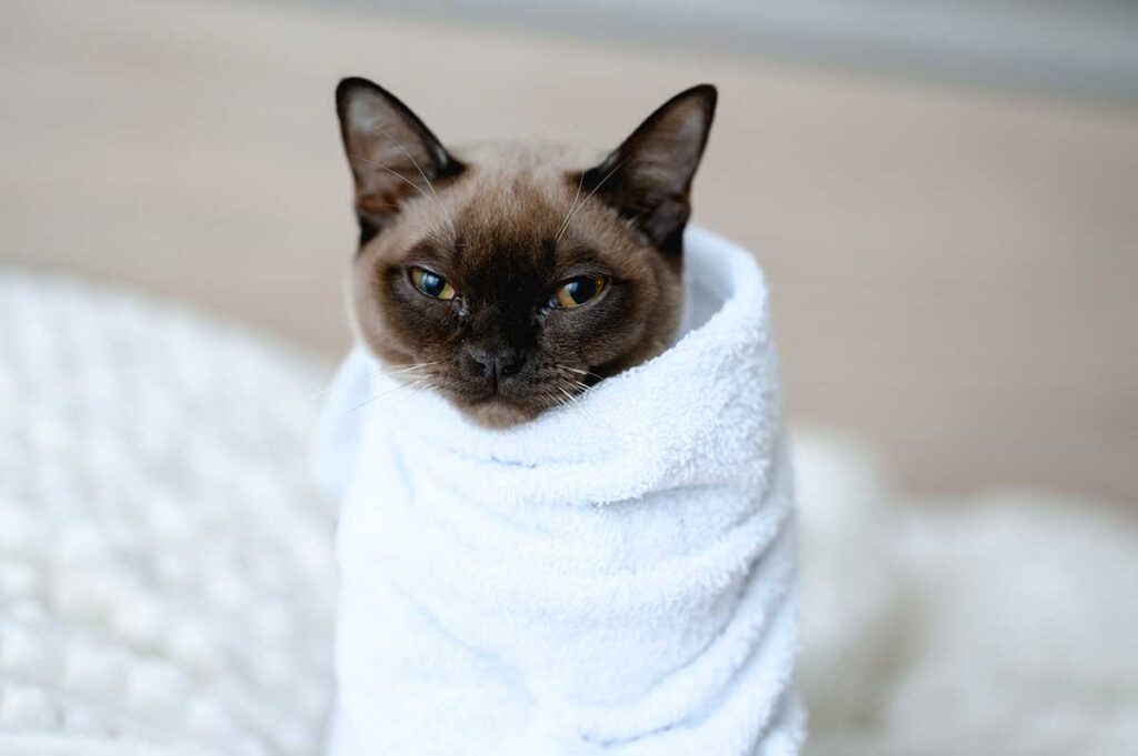 Un chat dans une serviette après son bain