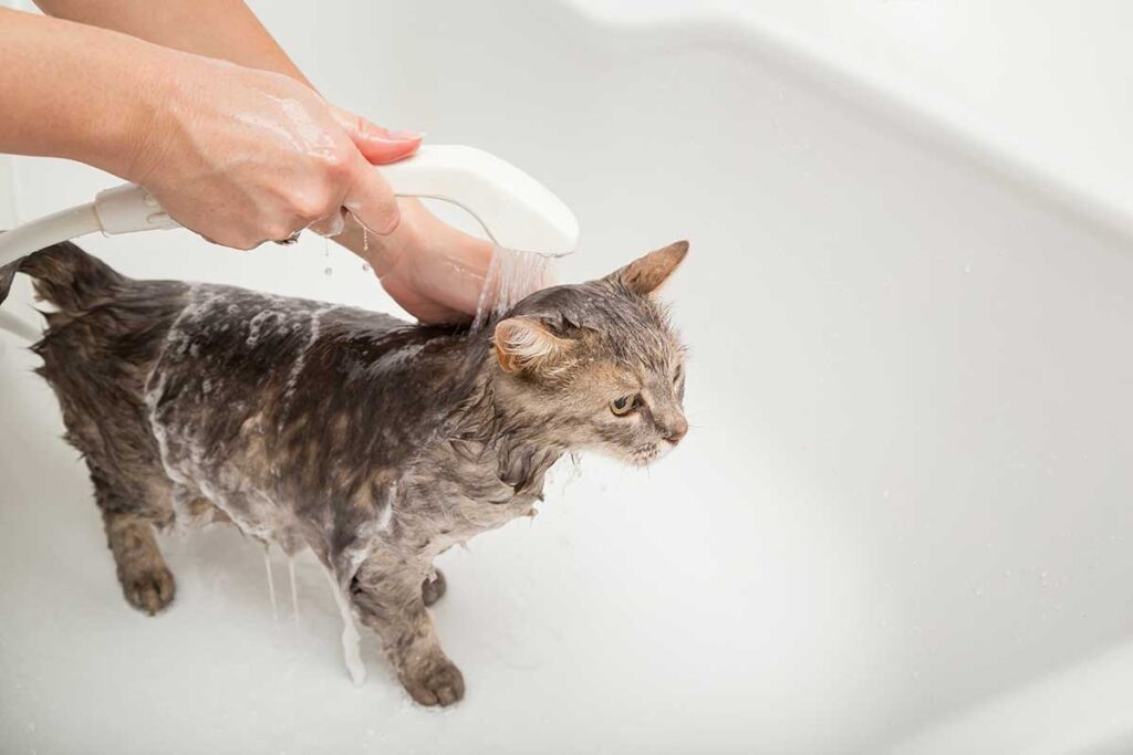 Un chat qui prend une douche
