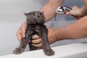 Donner un bain au chat