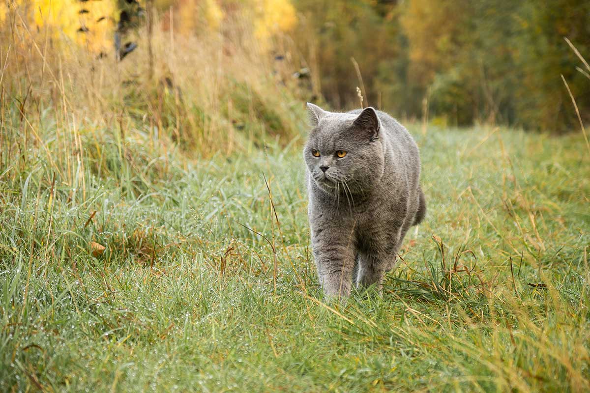 chat british shorthairs dans un champs