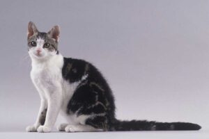 chat american wirehair