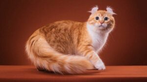 chat american curl