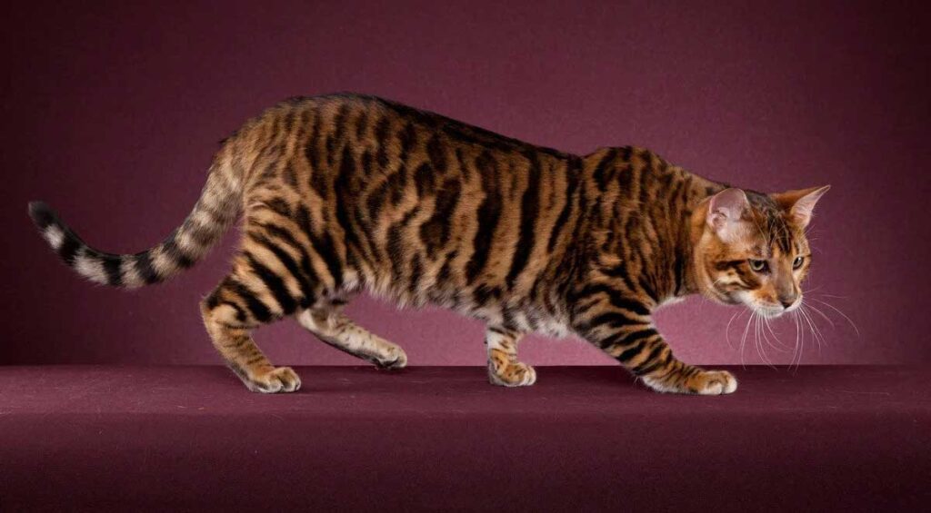 Race chat toyger