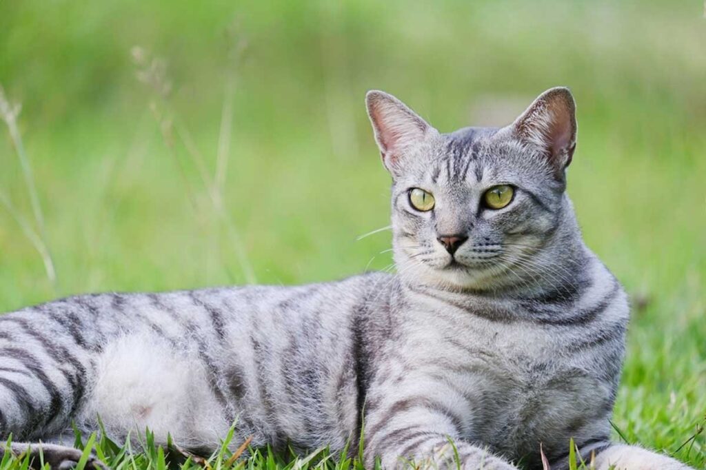 Chat Mau Egyptien gris allongé dans l'herbe