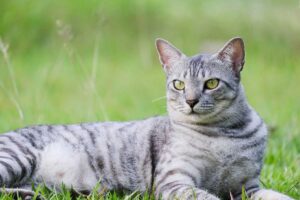 Chat Mau Egyptien gris allongé dans l'herbe
