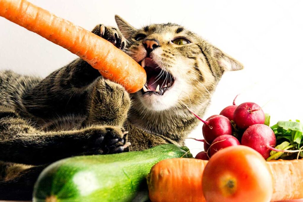 Chat au milieu de fruits et légumes mord une carotte