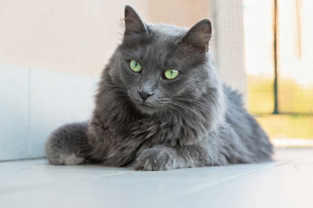 Chat nebelung
