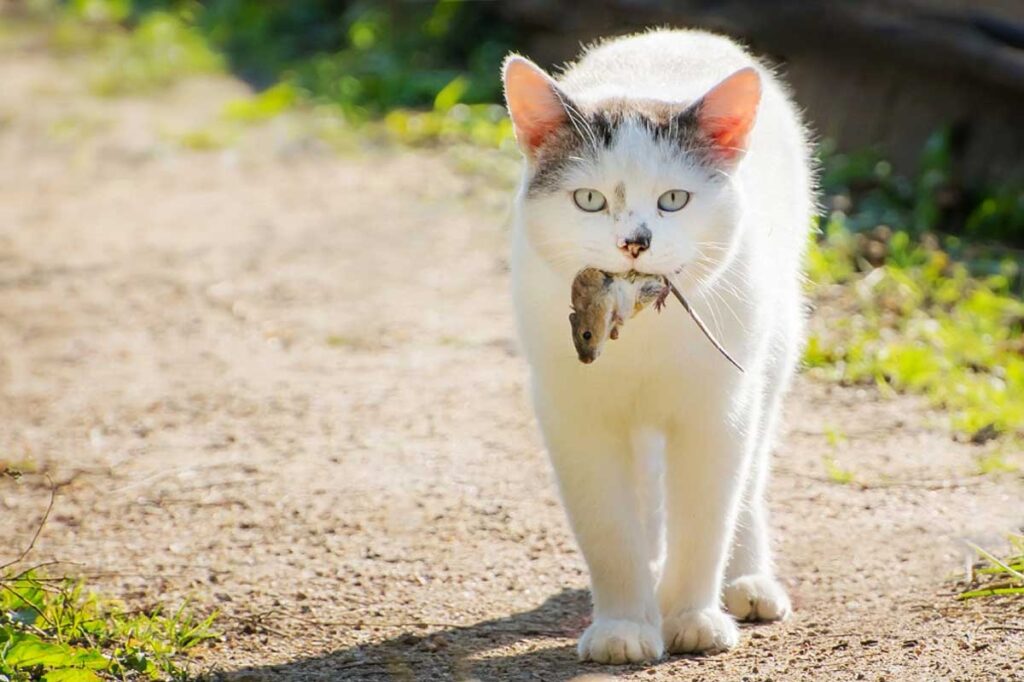 Chat adulte blanc avec une souris dans la gueule