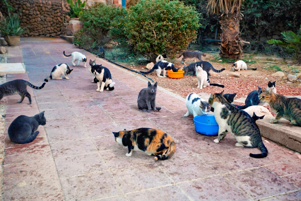 Groupe de chats errant nourris dans un parc