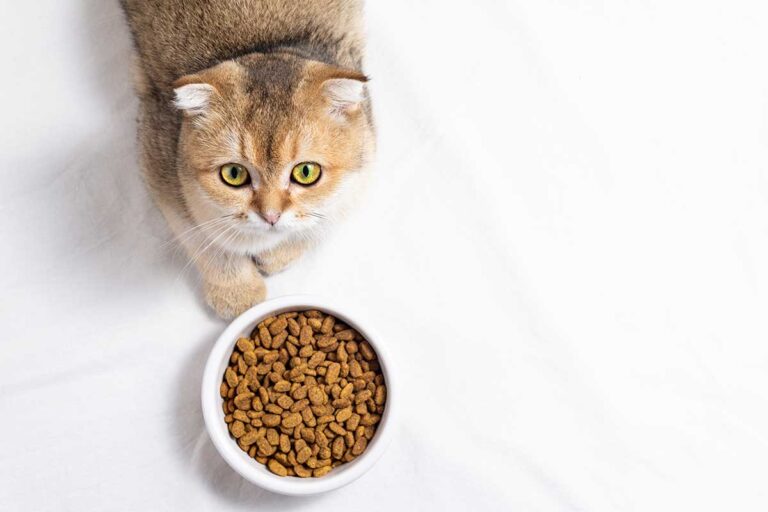 Combien de gramme de croquette pour un chat ?