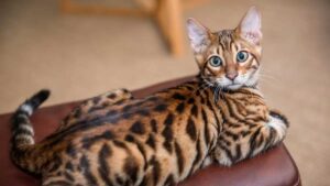 chat toyger