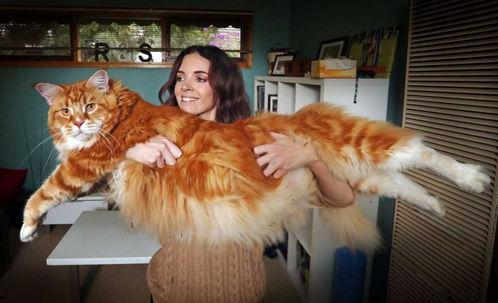 maine coon taille record