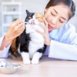 Comment nourrir un chat atteint d’une gingivite ?