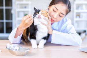 chat gingivite traitement
