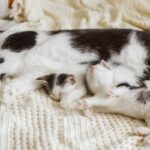 Tout savoir sur le cycle de reproduction des chats domestiques