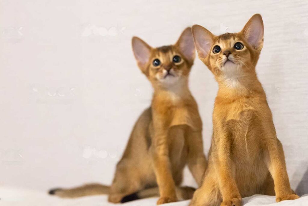 deux chats abyssin qui sont sage